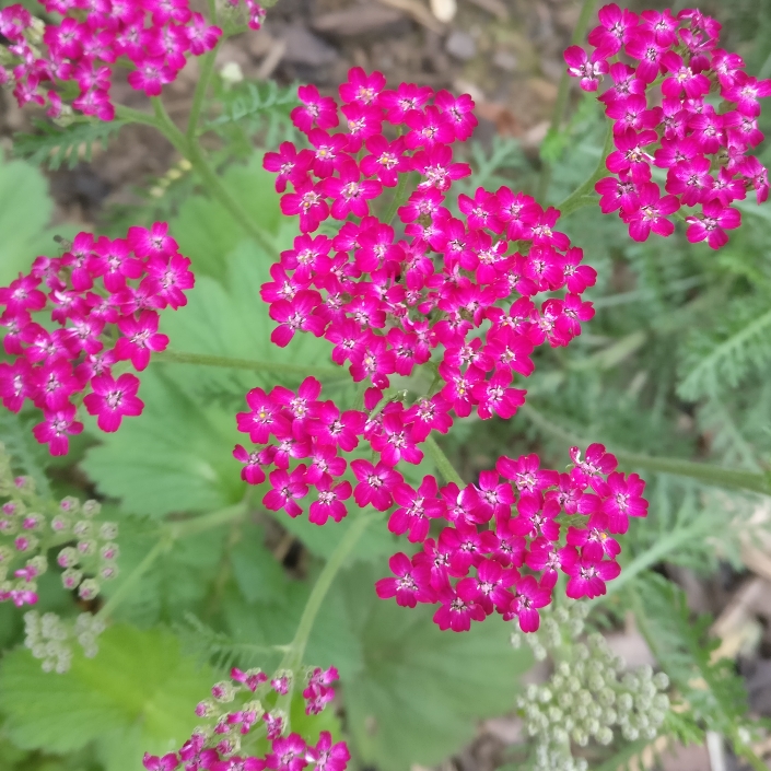 Plant image Achillea Millefolium 'Cerise Queen' syn. Achillea Millefolium 'Cherry Queen'