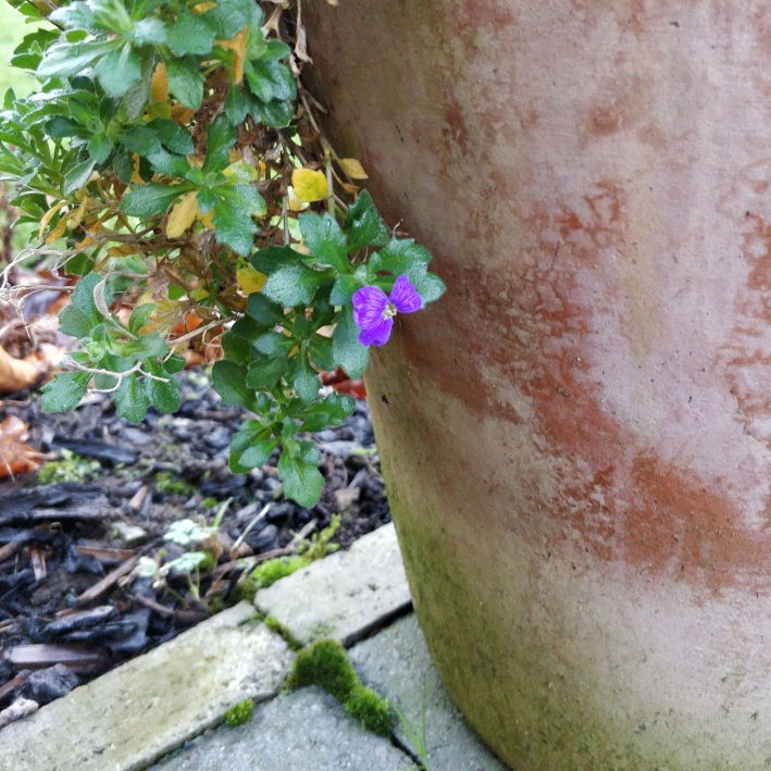 plant image 1207835