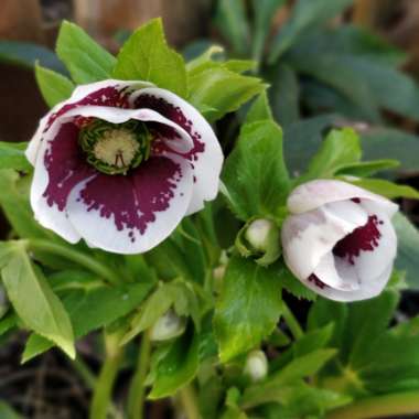 Helleborus x hybridus 'White Lady Spotted' (Lady Series)