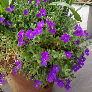 Aubrieta