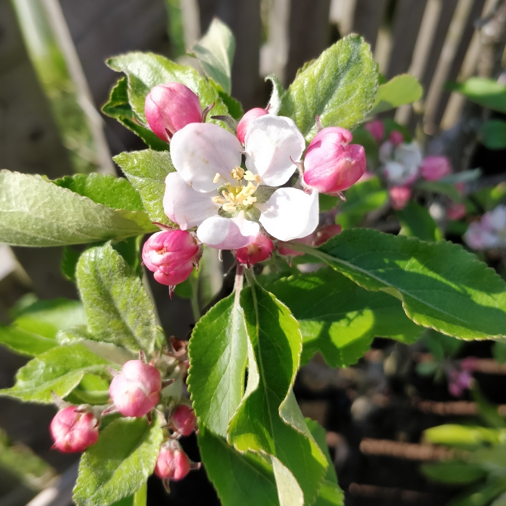 plant image 1278986