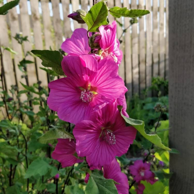 plant image 1342679