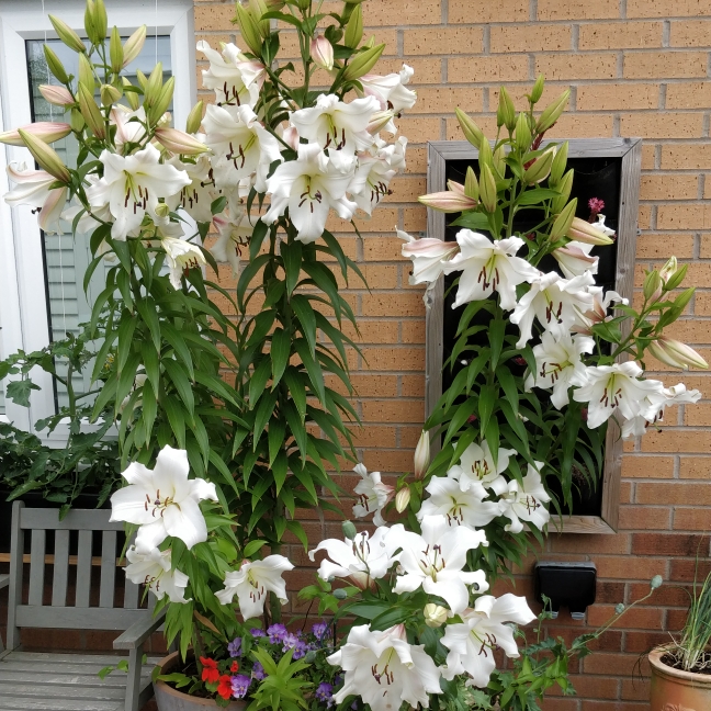 plant image 1358810 plant image 1358810