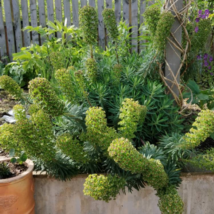 plant image 1596647 plant image 1596647
