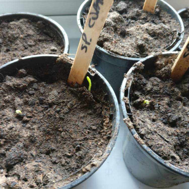 plant image 615812