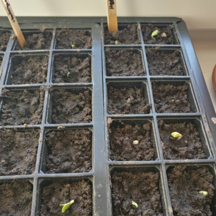 plant image 622180 plant image 622180