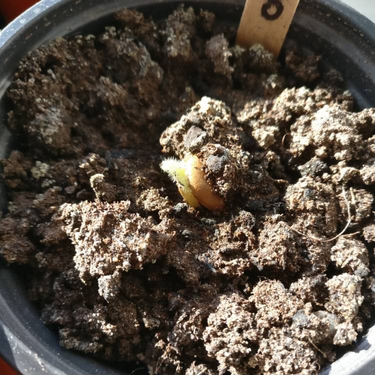 plant image 628798