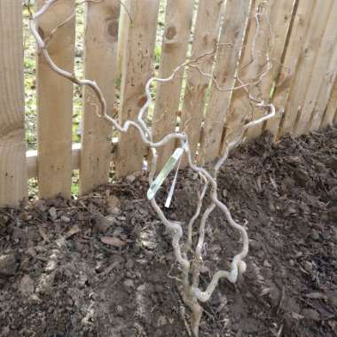 Corylus avellana 'Contorta'