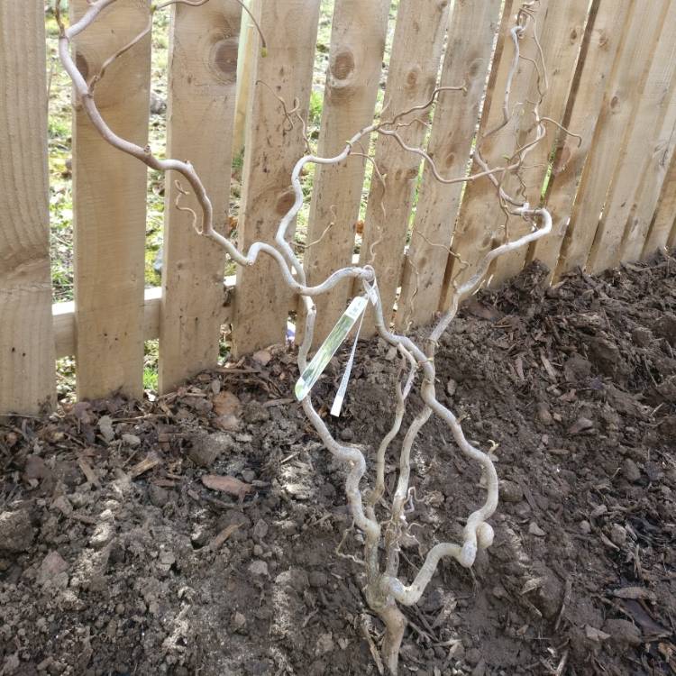 plant image 640698