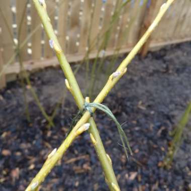Salix