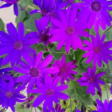 Pericallis x hybrida 'Sunseneribuba' (Senetti Series) syn. Pericallis 'Senetti Blue Bicolor'