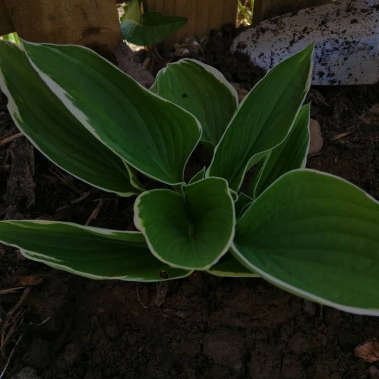 plant image 697125