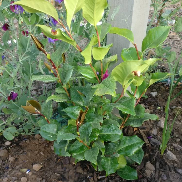 Plant image Camellia japonica 'Doctor King'