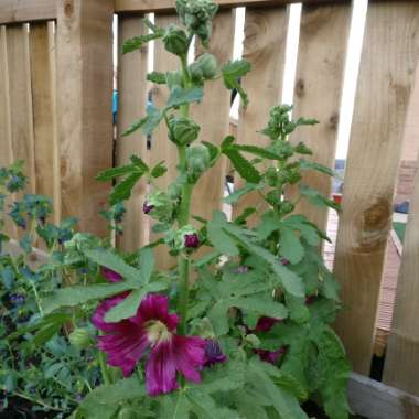 Alcea rosea  syn. Althaea rosea