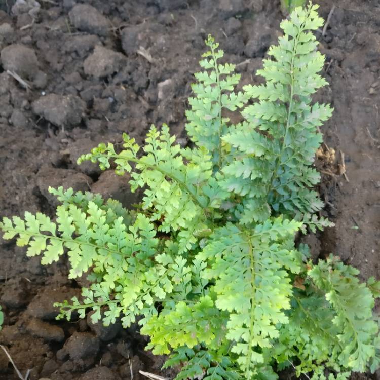 Plant image Polystichum setiferum divisilobum 'Herrenhausen'