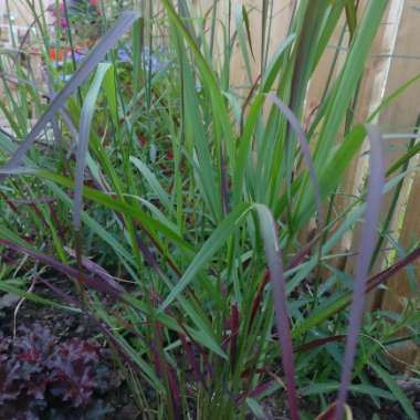 Panicum virgatum 'Squaw'