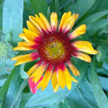 Gaillardia x grandiflora 'Mesa Bright Bicolor' (Mesa Series) syn. Gaillardia 'Bright Bicolor'