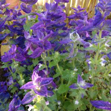 Salvia horminum 'Oxford Blue' syn. Salvia viridis