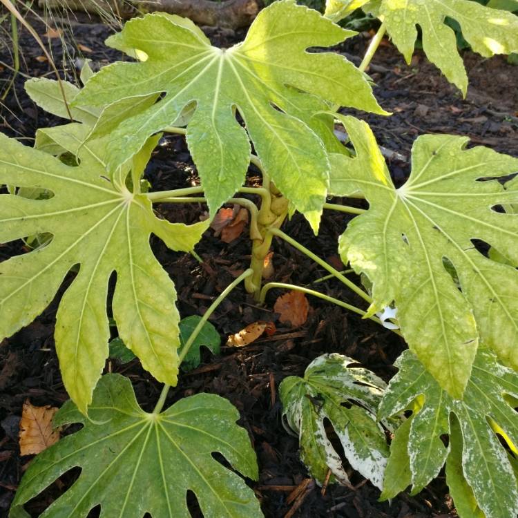 plant image 880901
