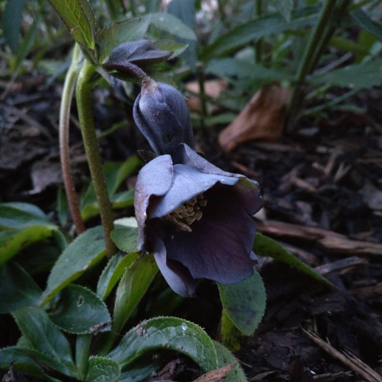 Plant image Helleborus x hybridus 'Blue Metallic Lady' (Lady Series)