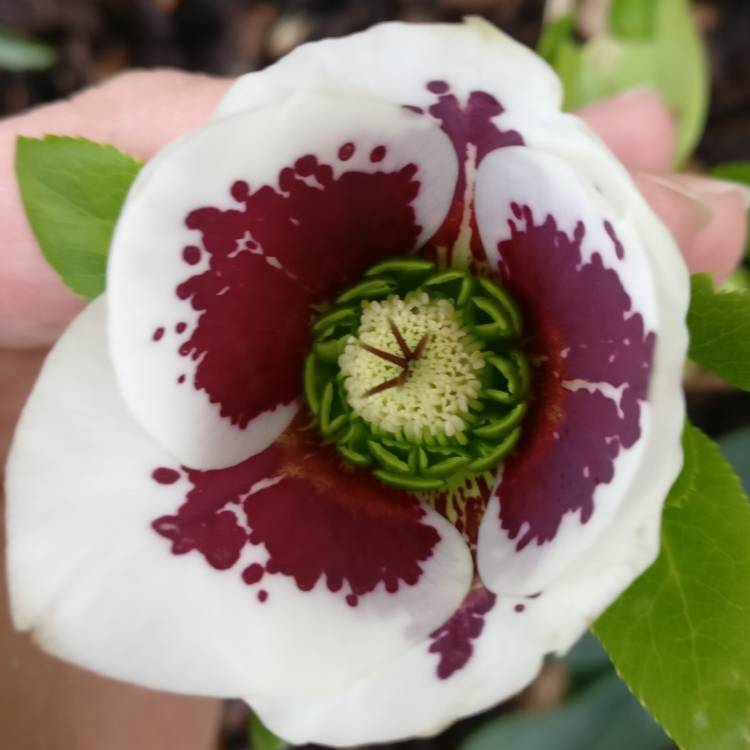 Plant image Helleborus x hybridus 'White Lady Spotted' (Lady Series)