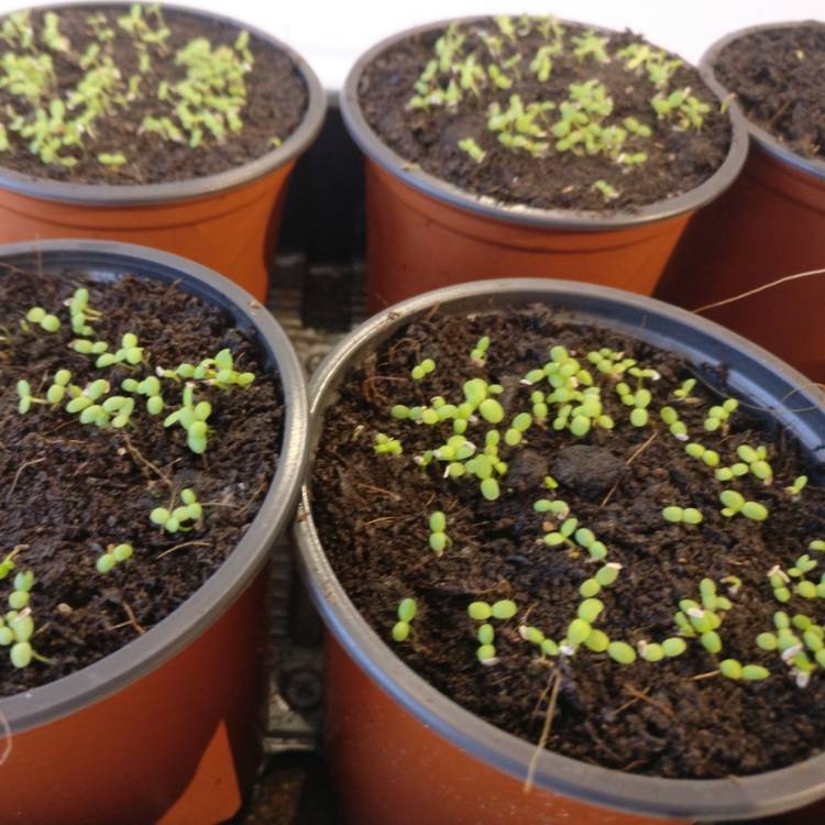 plant image 949611