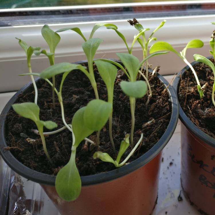 plant image 958924