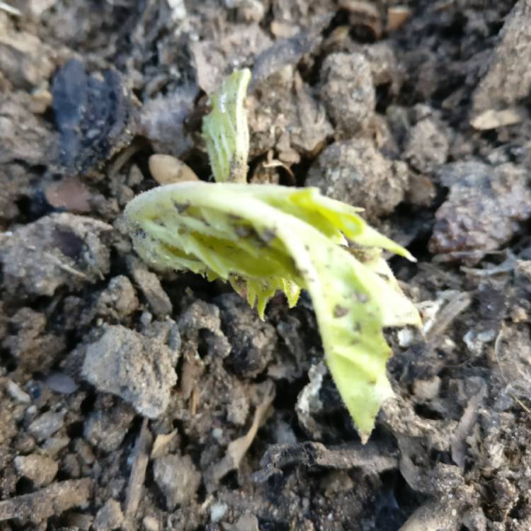 Plant image Acanthus mollis 'Hollard's Gold'