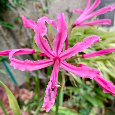 Nerine bowdenii