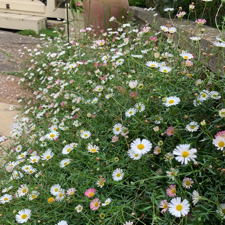 Plant image Erigeron karvinskianus