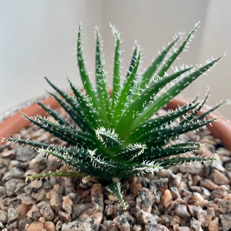Plant image Haworthia