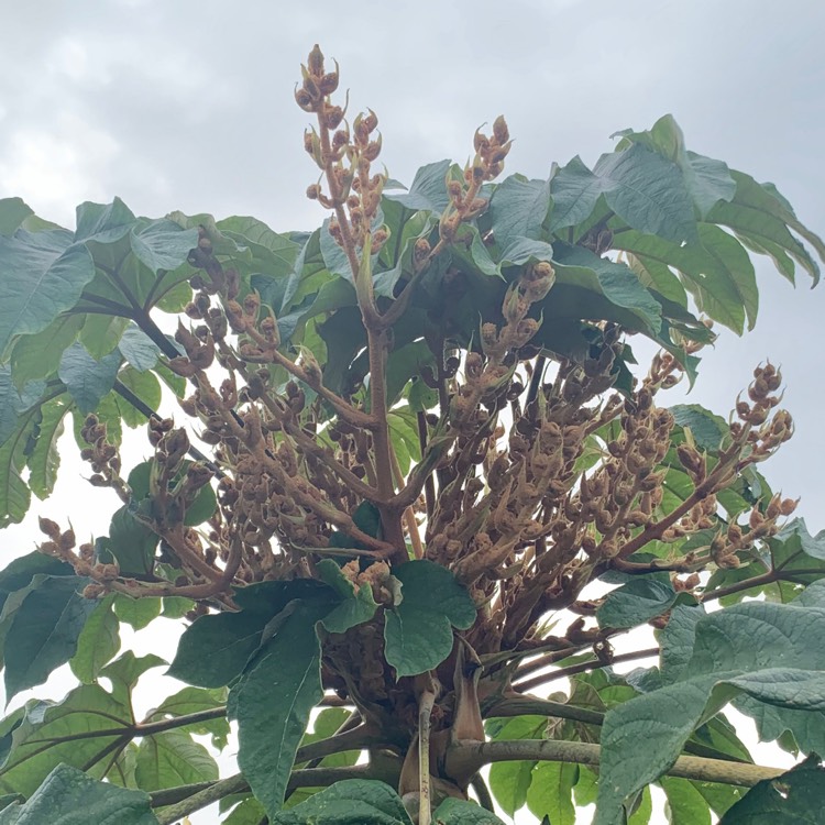 Plant image Tetrapanax papyrifera 'Rex'