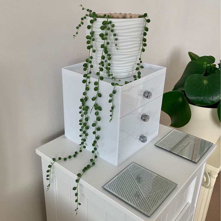 Plant image Senecio rowleyanus
