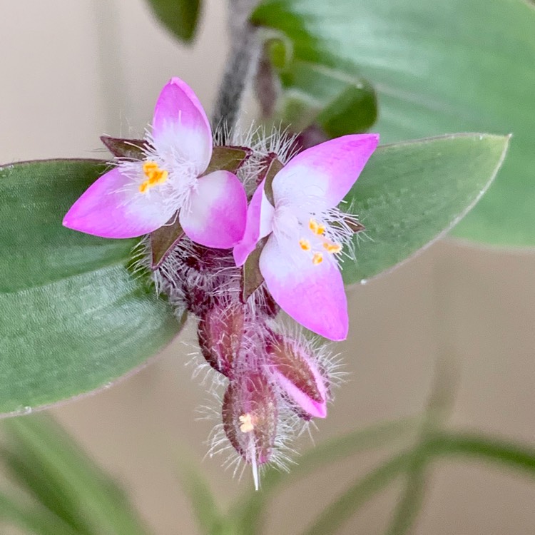 Plant image Tradescantia fluminensis