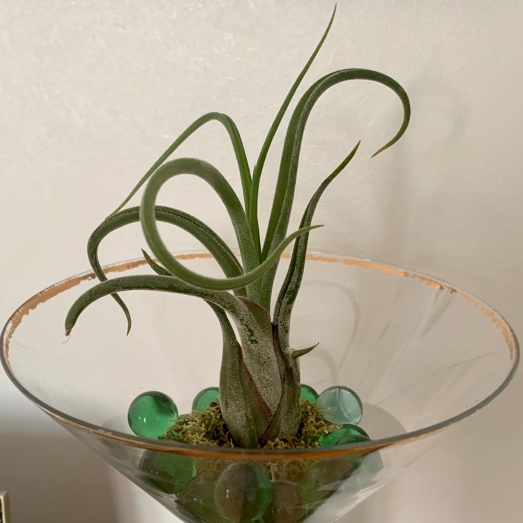 Plant image Tillandsia caput-medusae