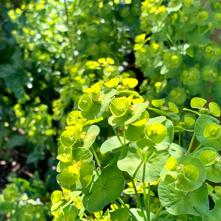 Plant image Euphorbia amygdaloides var. robbiae syn. Euphorbia robbiae