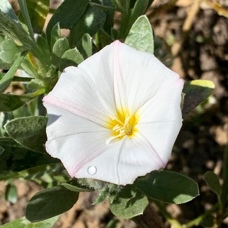 Plant image Convolvulus cneorum