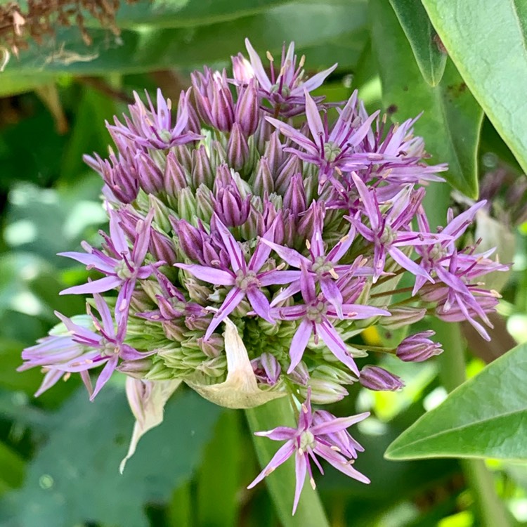 plant image 1280026 plant image 1280026