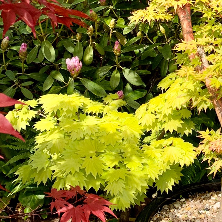 Plant image Acer shirasawanum 'Aureum'