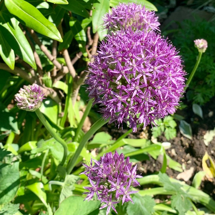 plant image 1289984 plant image 1289984