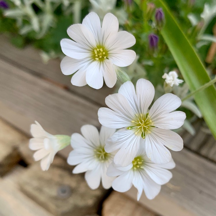 Plant image Cerastium tomentosum