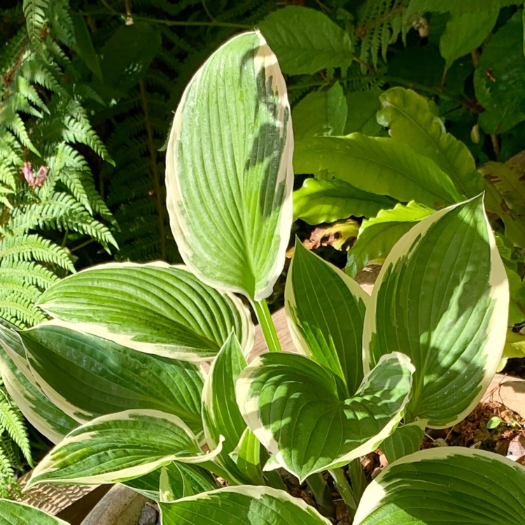 Plant image Hosta crispula syn. Hosta 'Sazanami', Hosta 'Marginata Alba'