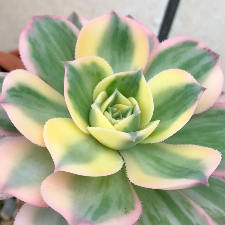 Plant image Aeonium Sunburst