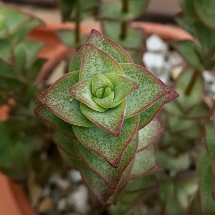 Plant image Crassula perforata 'String of Buttons'