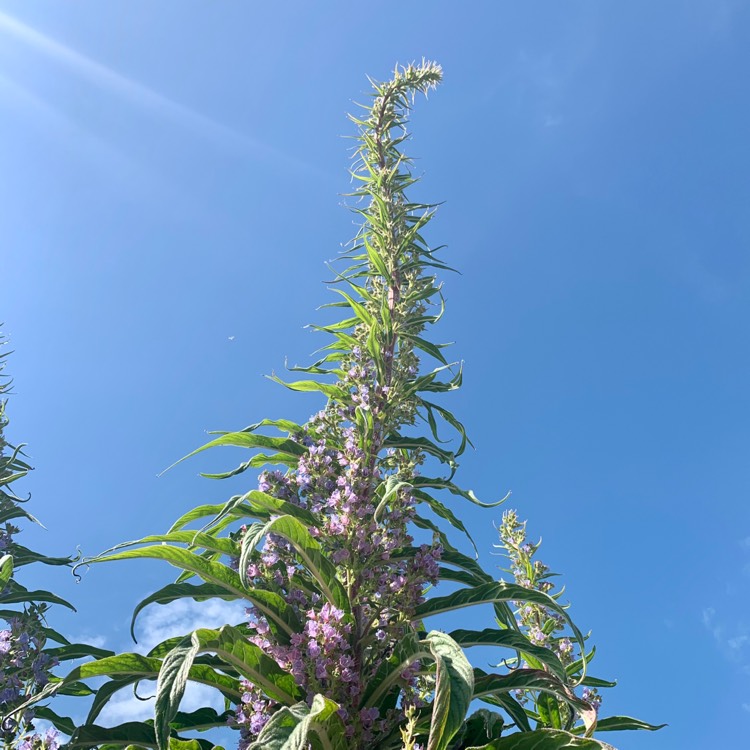 Plant image Echium pininana syn. Echium pinnifolium