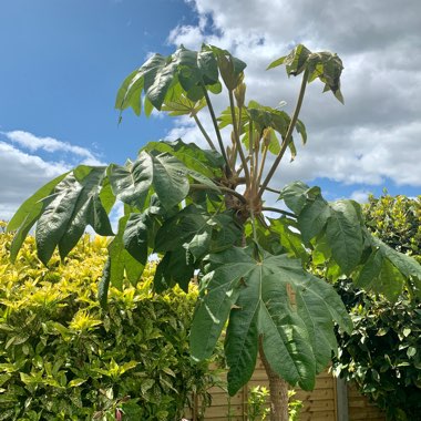 Tetrapanax papyrifera 'Rex'