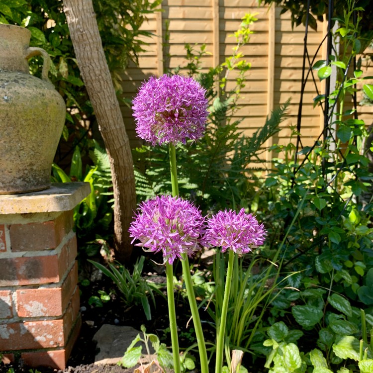 plant image 1298851 plant image 1298851