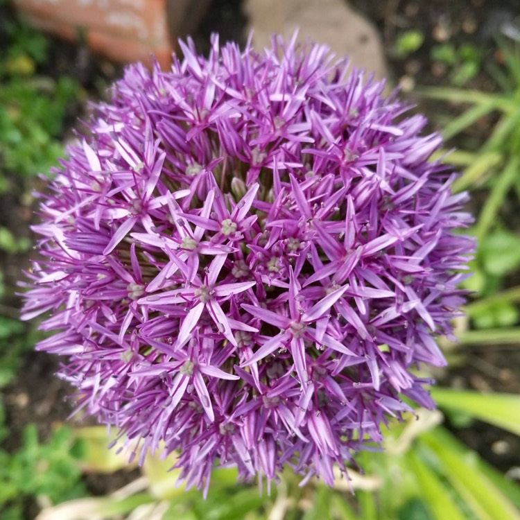 plant image 1299855 plant image 1299855