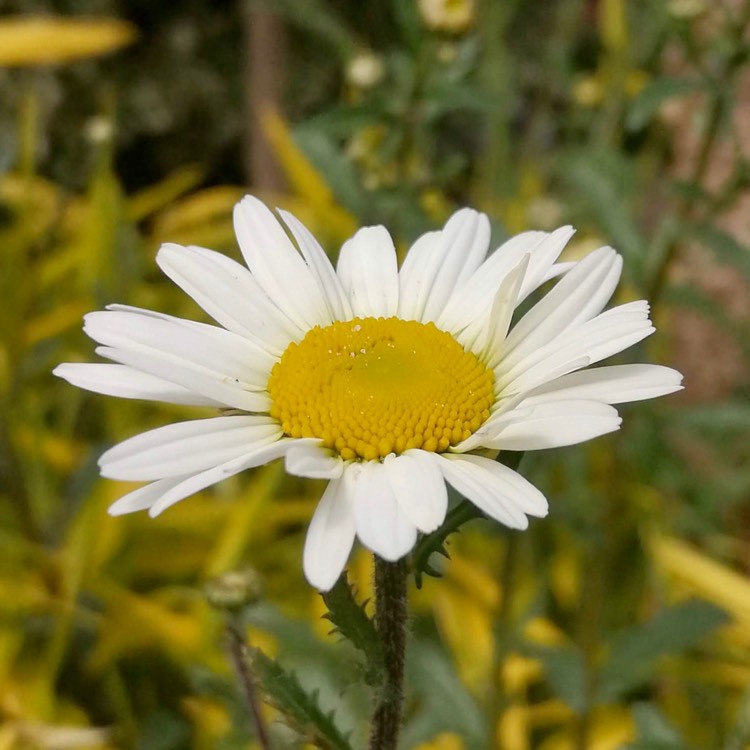 Plant image Leucanthemum vulgare
