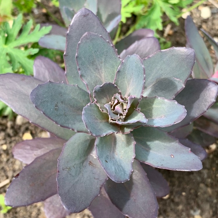Plant image Hylotelephium Matrona